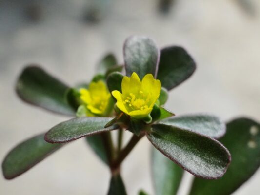 Cây rau sam có tác dụng gì?