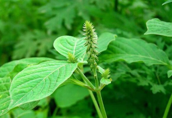 Bí quyết chữa bệnh xương khớp từ cây cỏ xước
