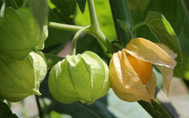 Tác hại của cây tầm bóp và những lưu ý khi dùng