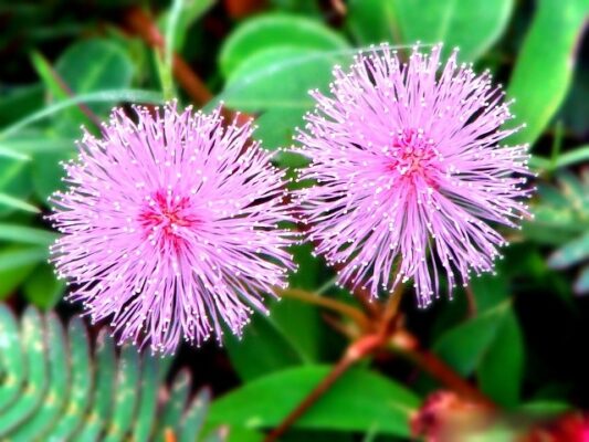 Tác dụng của cây xấu hổ