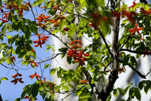 Hạt Sang trắng chữa đau dạ dày như thế nào