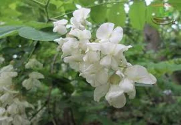 Bài thuốc quý từ trà nụ hoa hòe