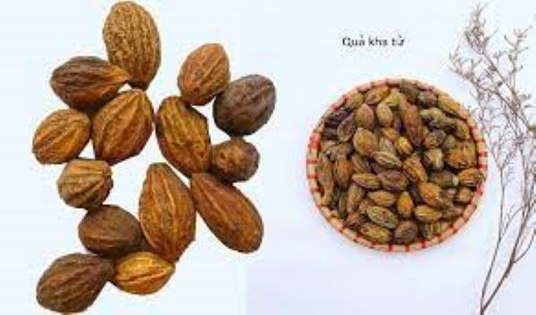 Bài thuốc sử dụng quả kha tử