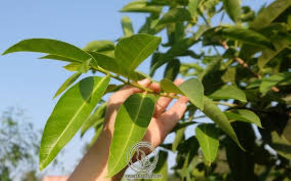 Cách chữa viêm đại tràng bằng lá vối