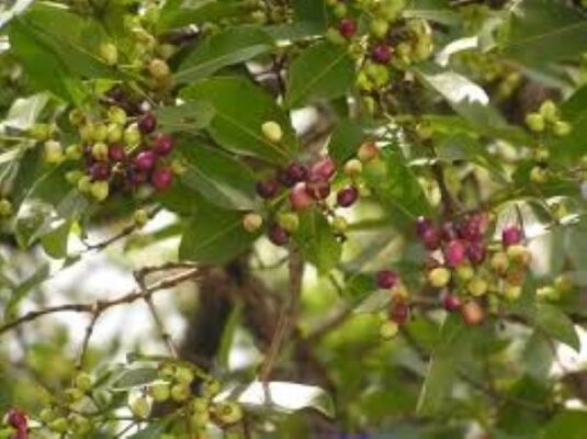 Cách chữa viêm đại tràng bằng lá vối