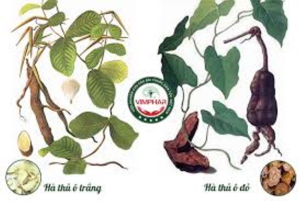 Cách nhận biết cây hà thủ ô đỏ