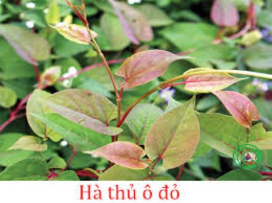 Công dụng lá hà thủ ô có thể bạn chưa biết Công dụng lá hà thủ ô có thể bạn chưa biết