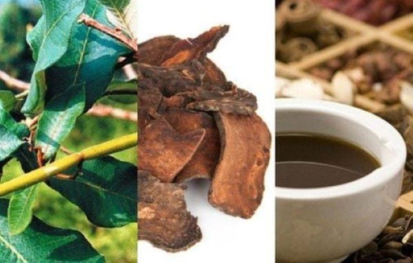 Cách nhận biết cây hà thủ ô