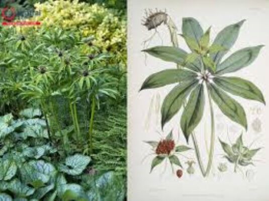 Cách nhận biết cây thất diệp nhất chi hoa