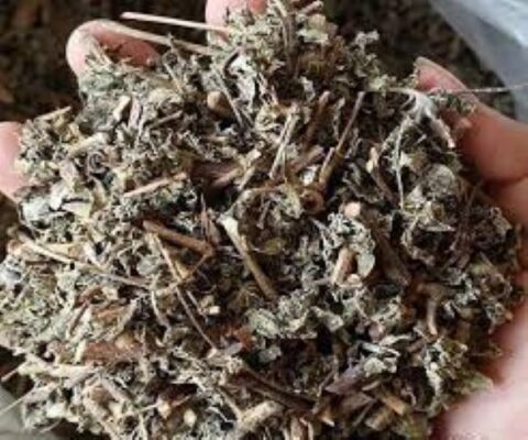 Cách phân biệt chè dây ngon