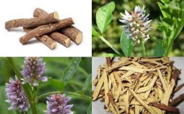 Cách sử dụng cam thảo chữa bệnh