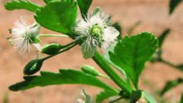 Cách sử dụng cây cam thảo đất