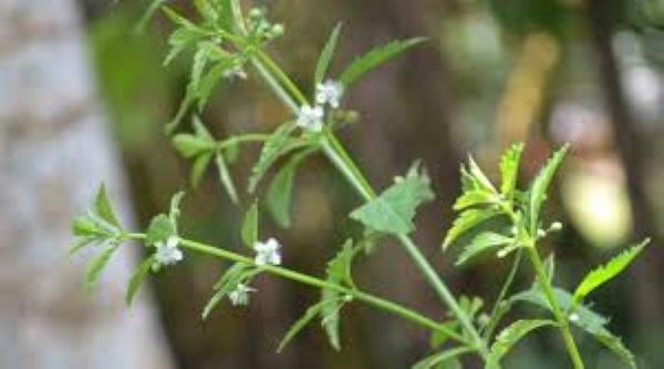 Cách sử dụng cây cam thảo nam hạ đường huyết