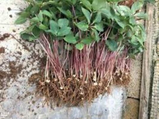 Thất diệp nhất chi hoa có chữa được ung thư không?