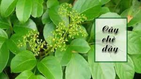 Chè dây trị đau dạ dày như thế nào? Chè dây trị đau dạ dày như thế nào?