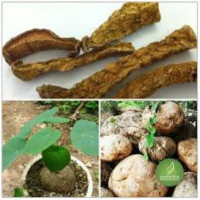 Giá củ bình vôi hiện nay