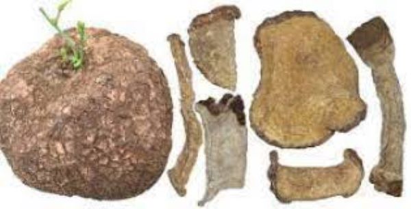 Cách sử dụng củ bình vôi ngâm rượu