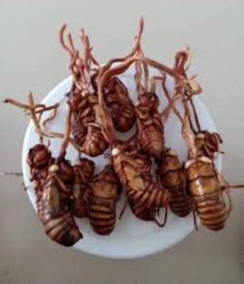 Cách sử dụng đông trùng hạ thảo bọ xít