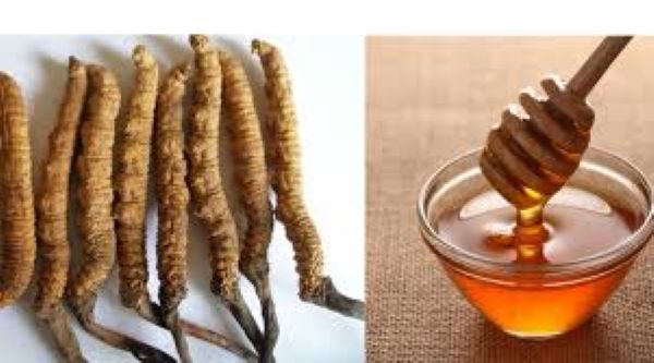Cách sử dụng đông trùng hạ thảo ngâm mật ong