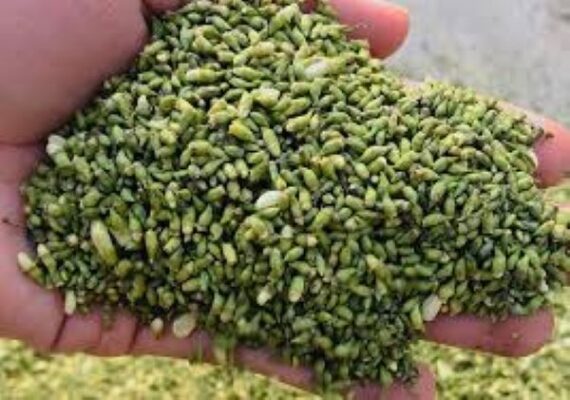 Tác dụng ổn định huyết áp và sức khỏe tim mạch của trà nụ hoa hòe