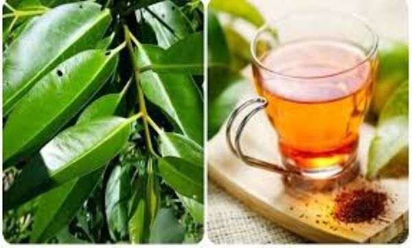 Nên uống lá vối tươi hay lá vối khô
