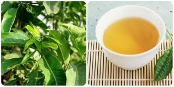 Phân biệt lá vối nếp