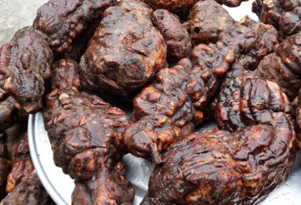 Cao hà thủ ô có tốt không?