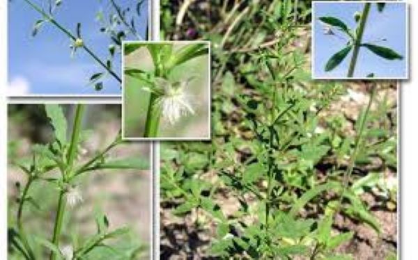 Cây cam thảo đất có lợi ích sức khỏe gì?