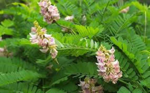 Cây cam thảo là gì?