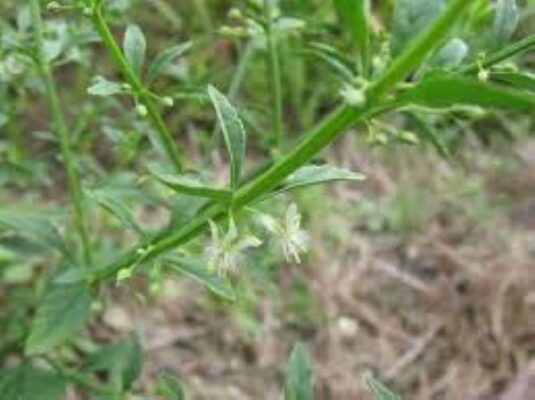 Công dụng của cây cam thảo đất