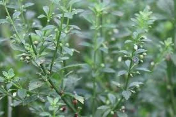 Cây cam thảo nam có tác dụng gì?