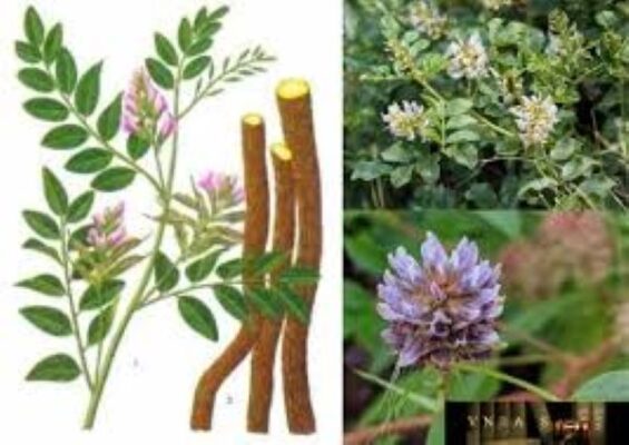 Cây cam thảo thường sống ở đâu?