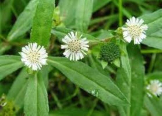 Cây cỏ mực là gì?