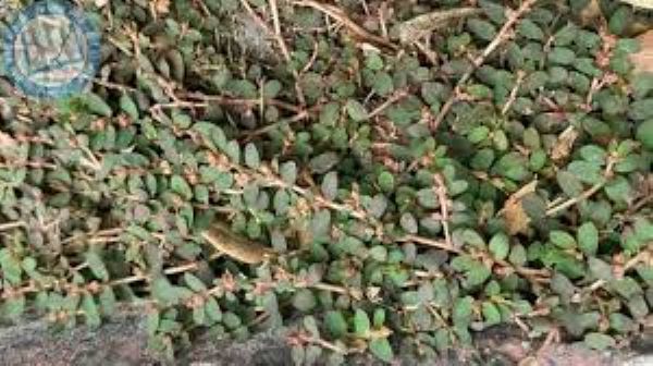 Cây cỏ sữa lá nhỏ có công dụng gì?