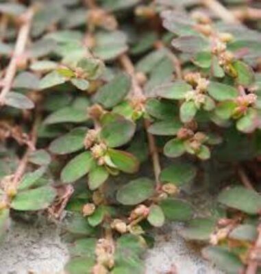 Lợi ích của cây cỏ sữa lá nhỏ