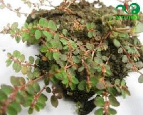 Cách sử dụng cây cỏ sữa lá nhỏ để làm thuốc