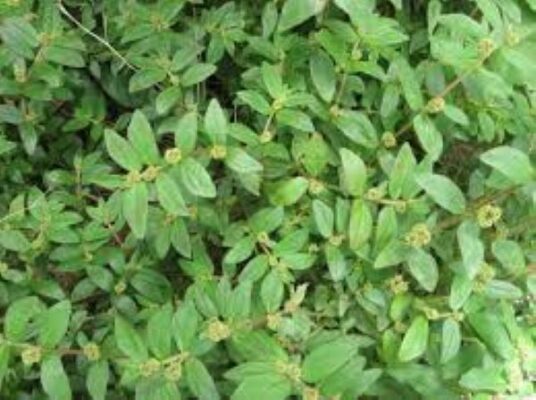 Lợi ích của cây cỏ sữa lá nhỏ
