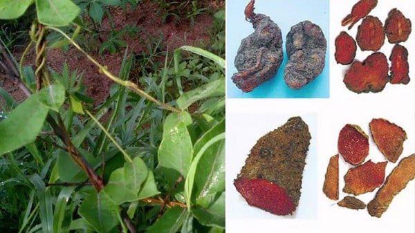 Cây hà thủ ô có tác dụng gì?