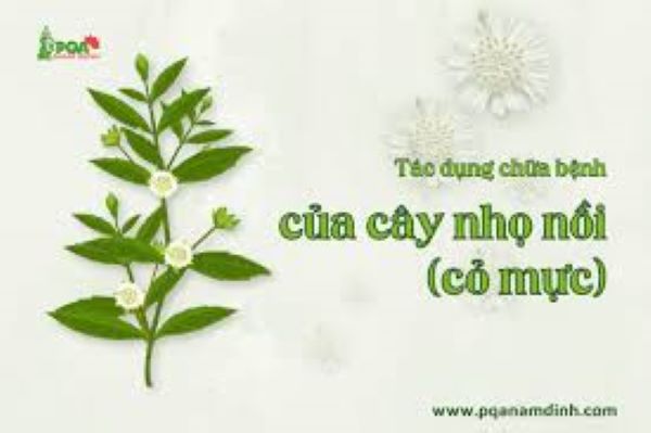 Cây nhọ nồi
