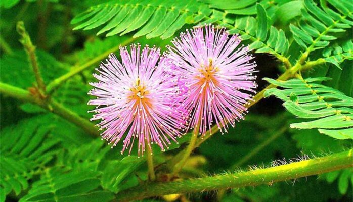 Cây xấu hổ có tốt cho gan không