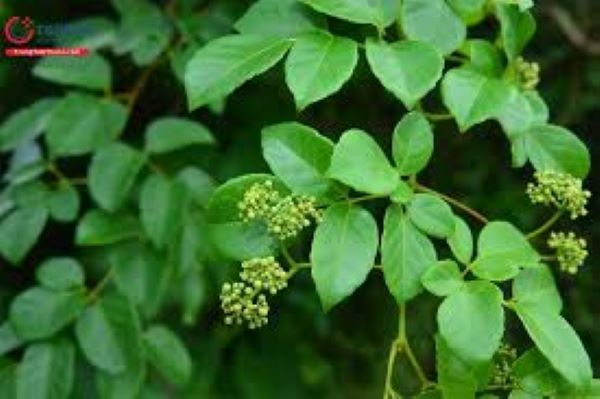 Lợi ích sức khỏe của chè dây