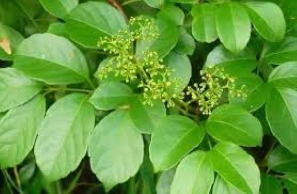 Chè dây chữa bệnh gì?