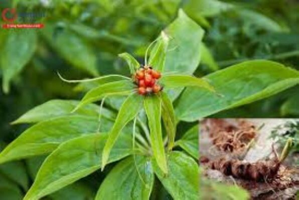 Bài thuốc từ cây thất diệp nhất chi hoa