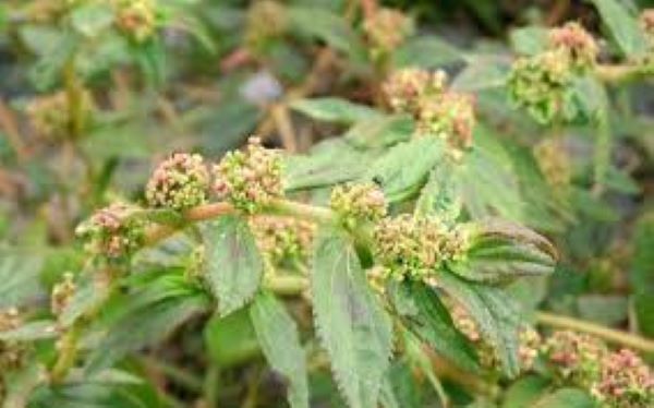 Cây cỏ sữa lá nhỏ có công dụng gì?