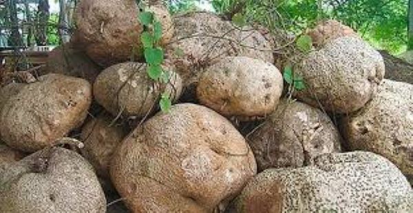 Tác dụng chữa bệnh gout của củ bình vôi