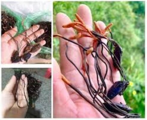 Công dụng của đông trùng hạ thảo