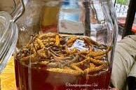 Công dụng của đông trùng hạ thảo bọ xít ngâm mật ong