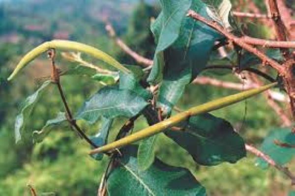 Công dụng của hà thủ ô đối với phụ nữ