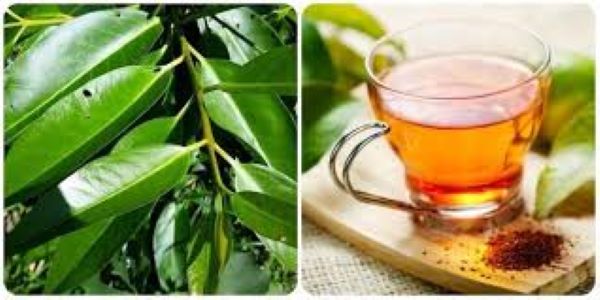 Lá vối chữa bệnh gout Lá vối chữa bệnh gout