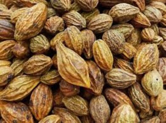 Lợi ích của quả kha tử ngâm mật ong